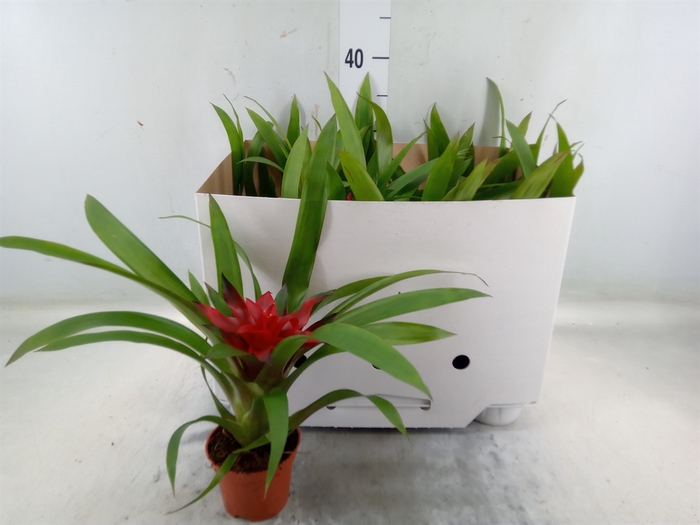 <h4>Guzmania  'Blitz'</h4>