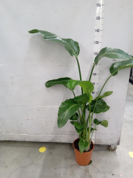 <h4>Strelitzia nicolai</h4>