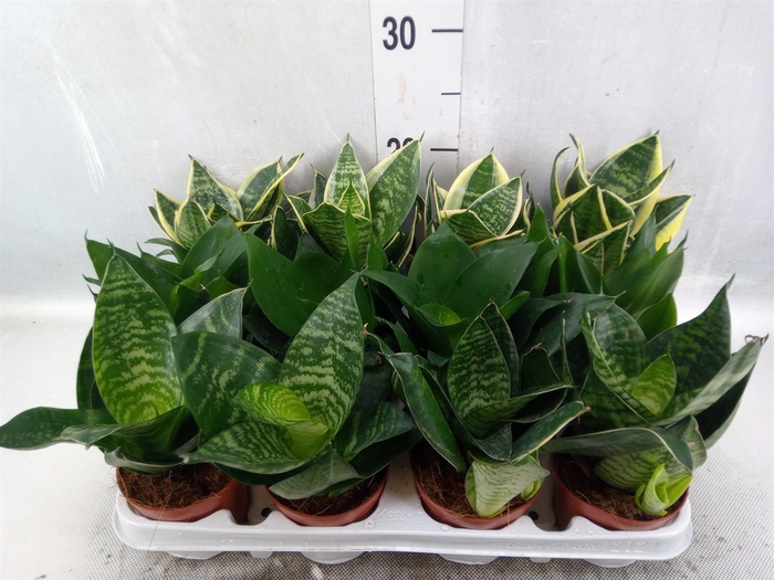 Sansevieria trifa. 'Hahnii'