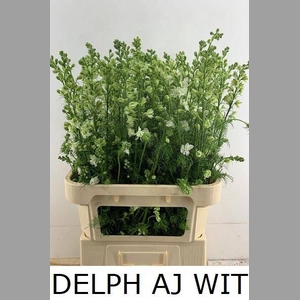 DELPH AJ OV