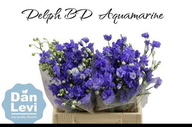 <h4>DELPH D BIJOU AQUAM</h4>