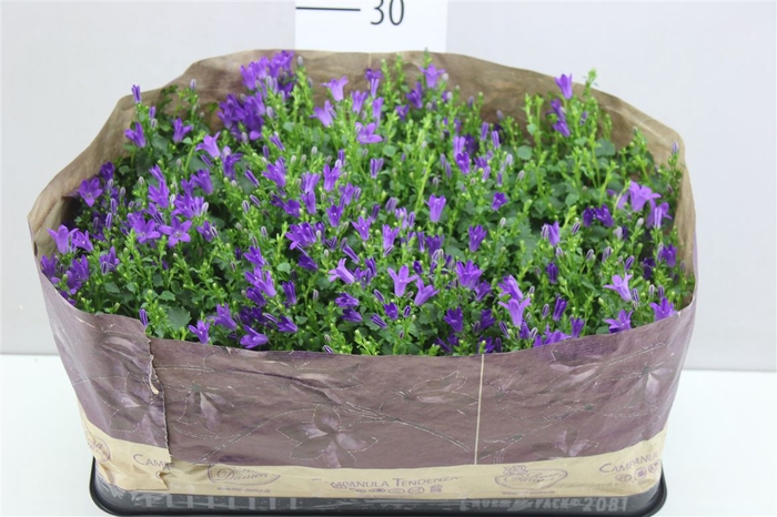 <h4>Campanula Port Blueone</h4>