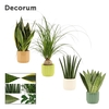 Autre plantes verde mélangé