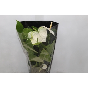 ANTHURIUM ALASKA P17 PREMIUM