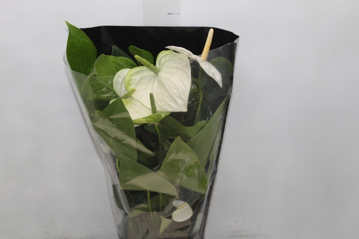 <h4>ANTHURIUM ALASKA P17 PREMIUM</h4>