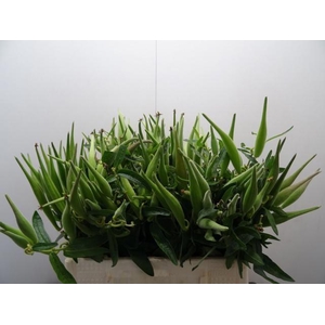 ASCL TUBEROSA