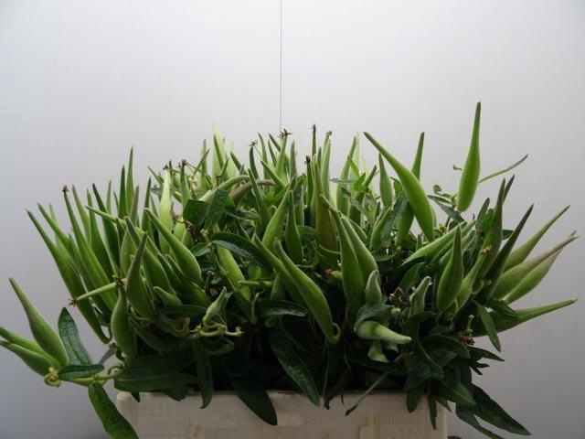 <h4>ASCL TUBEROSA</h4>