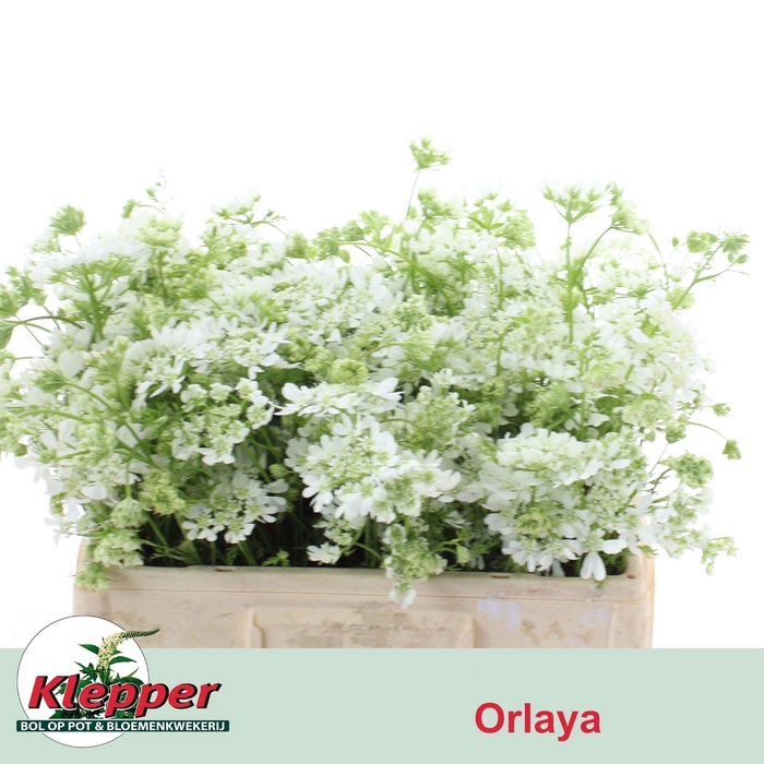 <h4>ORLAYA G WH FINCH BS</h4>