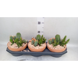 Arr.  Cactus L%