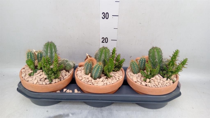 <h4>Arr.  Cactus L%</h4>