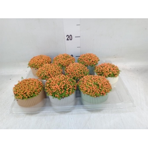 Nertera granadensis 'Astrid'