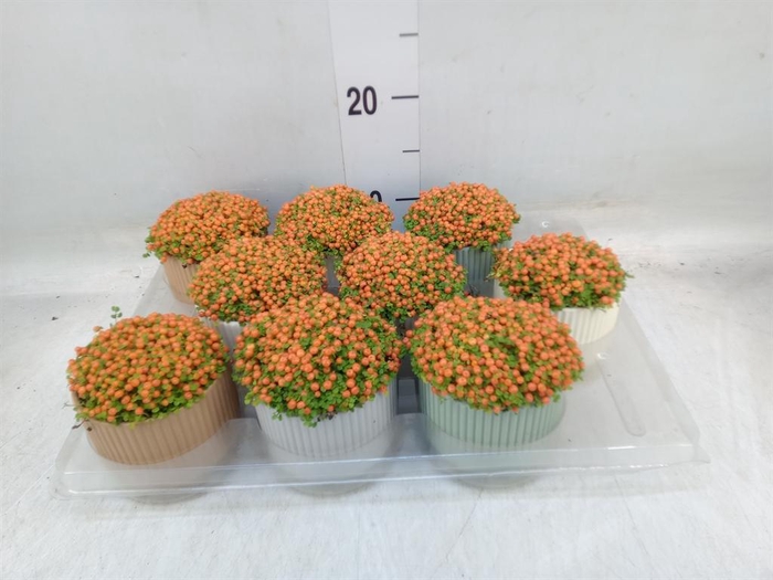 <h4>Nertera granadensis 'Astrid'</h4>