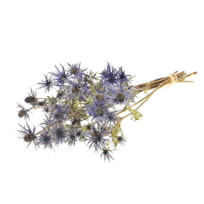 <h4>Eryngium 'blue star' natural blue</h4>