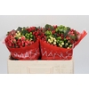 Hypericum Rainbow Romance