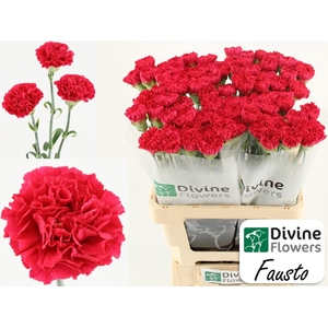 Dianthus ST 'Fausto'