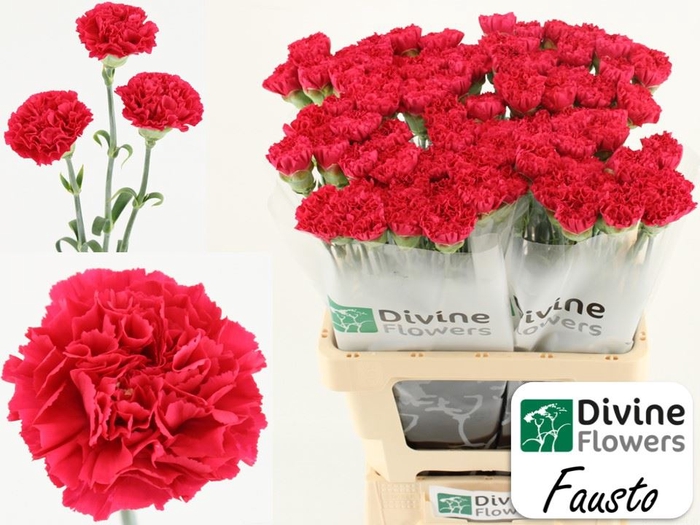 <h4>Dianthus ST 'Fausto'</h4>