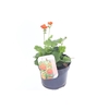 Geum coccineum Tosai