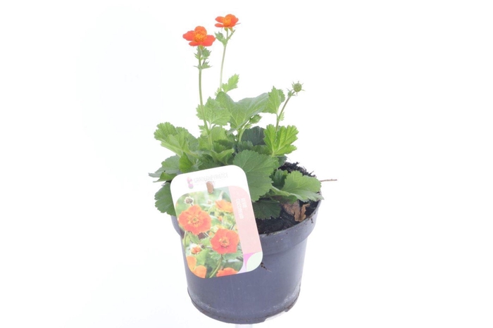 Geum coccineum Tosai