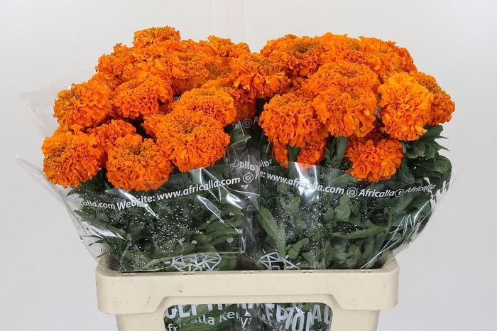 <h4>TAG E PROMISE ORANGE</h4>