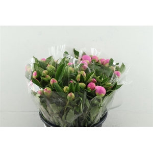 Paeo L Mr Jules Elie 40cm