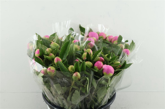 <h4>Paeo L Mr Jules Elie 40cm</h4>