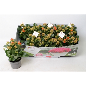 Kalanchoe garden favorita orange