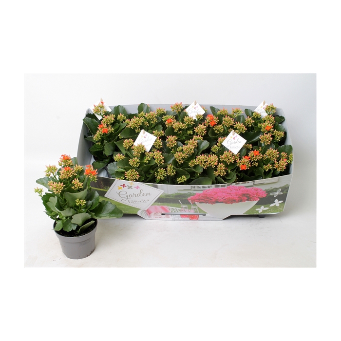 <h4>Kalanchoe garden favorita orange</h4>
