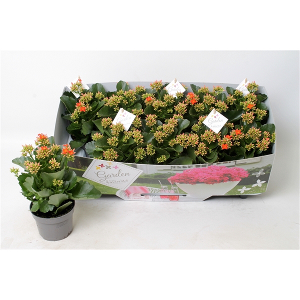 Kalanchoe garden favorita orange
