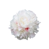 Paeonia Shirley Temple
