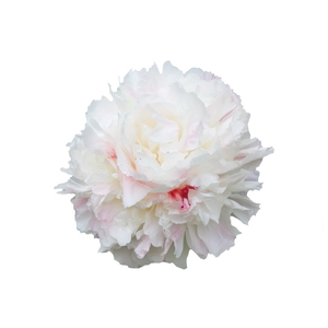 Paeonia Shirley Temple