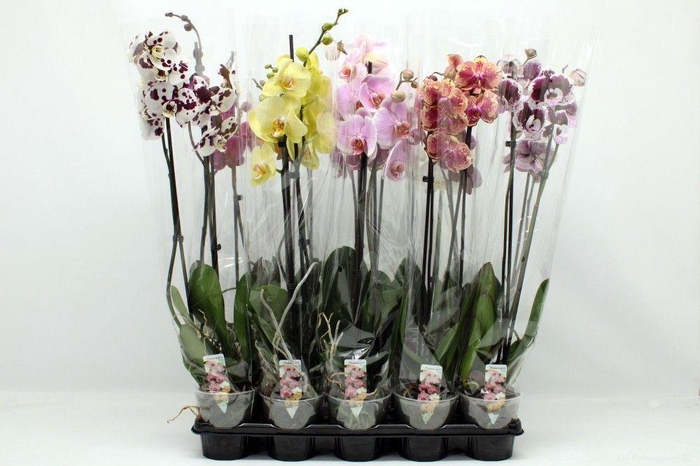 <h4>Gemengd A2 2-tak 70cm</h4>