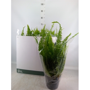 Nephrolepis exal. 'Green Lady'