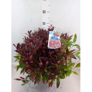 Leucothoe axillaris 'Zeblid'