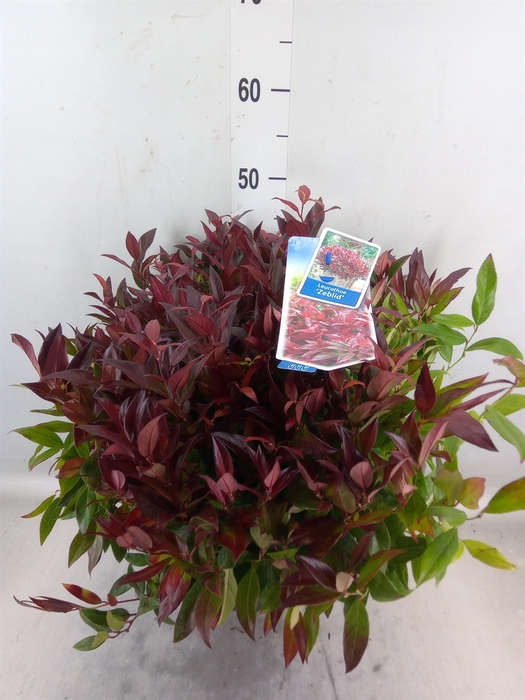 <h4>Leucothoe axillaris 'Zeblid'</h4>