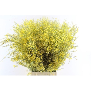 Ginster Yellow 200 Gram