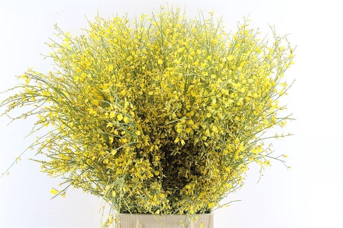 <h4>Ginster Yellow 200 Gram</h4>