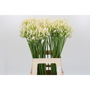 Agapanthus FU 'Bianca Perla'