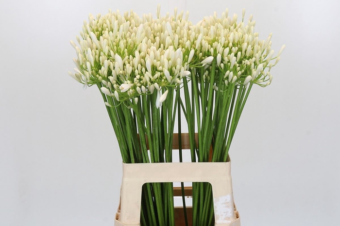 Agapanthus FU 'Bianca Perla'
