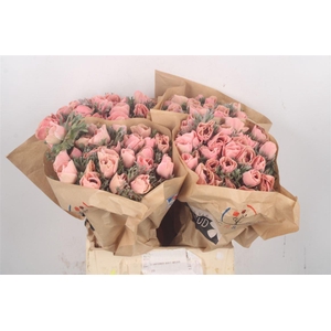 Anemone Powder Salmon