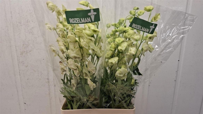 <h4>ACONI NA ALBUM</h4>