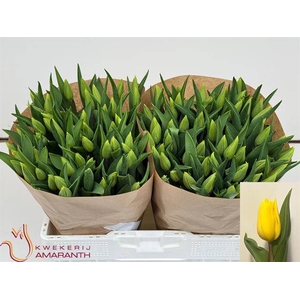 Tulipa si strong gold