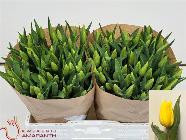 <h4>Tulipa si strong gold</h4>