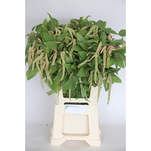 AMAR CA GREEN CORD