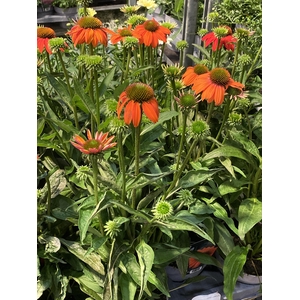 Echinacea purpurea 'Orange'