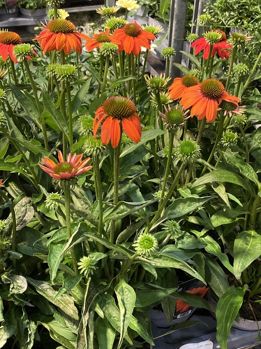 <h4>Echinacea purpurea 'Orange'</h4>