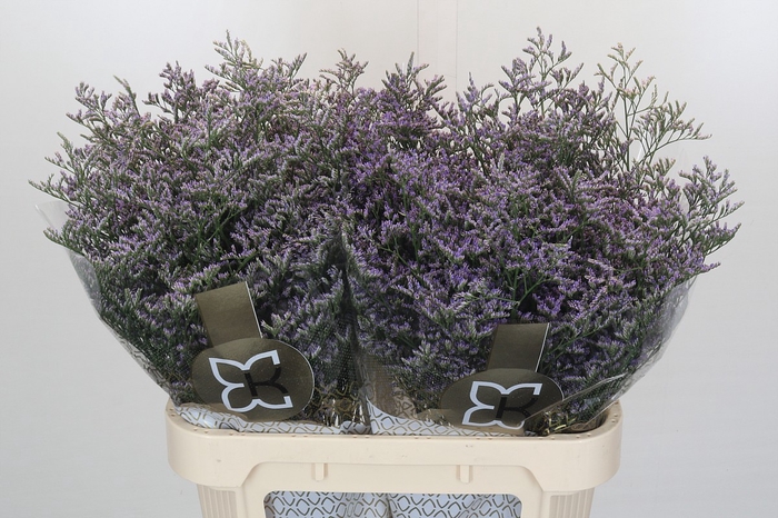 <h4>Limonium Skylight</h4>