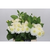 Dahlia White Cap