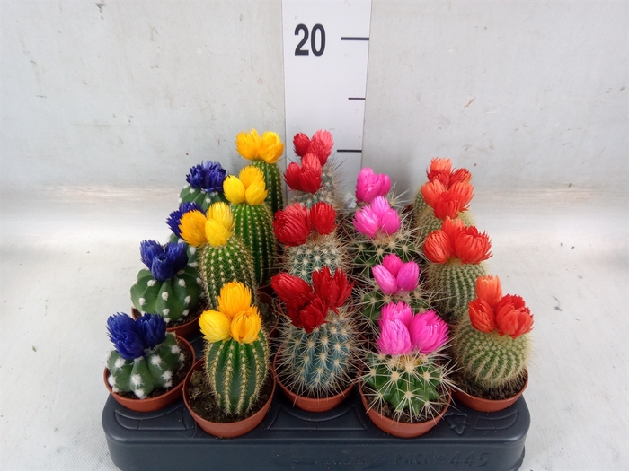 <h4>Cactus   ...decorated</h4>