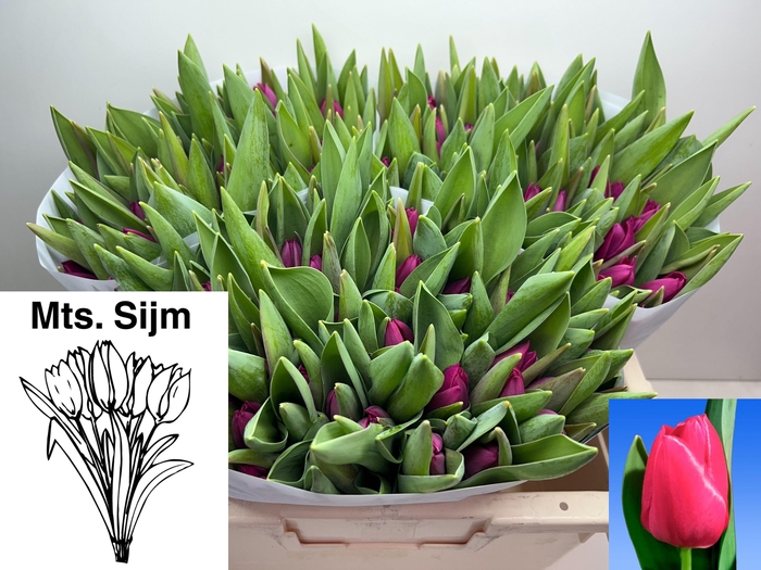 <h4>TU EN PINK ARDOUR</h4>