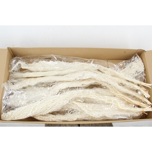 PF Amaranthus Hang Bleach Bs